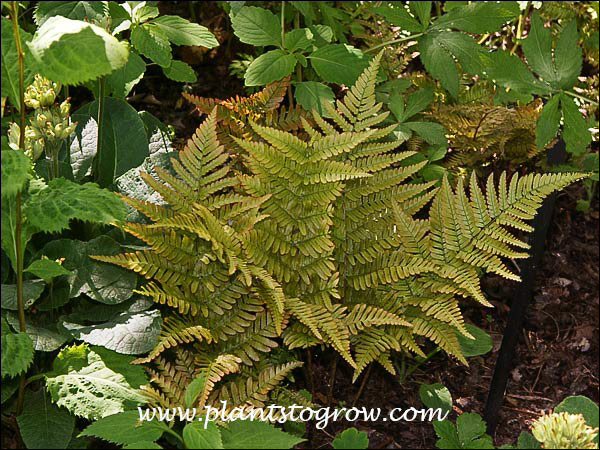 Beautiful frond color
